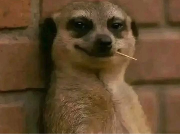 Smart Meerkat brand